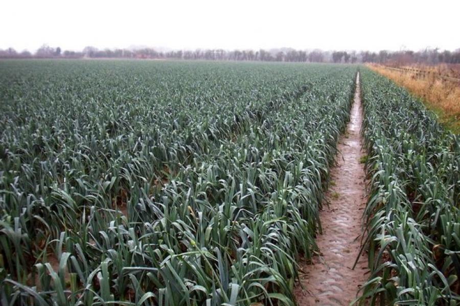 Farming association warns 'food will rot in the fields' unless 80,000 farm labour vacancies are filled - as chartered flight of around 180 Romanian fruit pickers is due to land at Stansted tomorrow