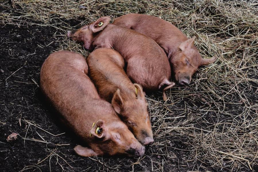 Farmers to slash food production after worker shortage causes ‘unprecedented’ waste