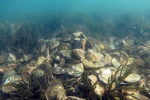 ‘Diners poisoned’ by sewage leaking into oyster beds